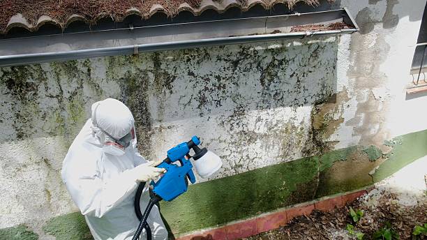 Top rated local Mold Testing specialists in Paeonian Springs, VA